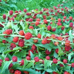 [081] Épinard fraise (Chenopodium capitatum)