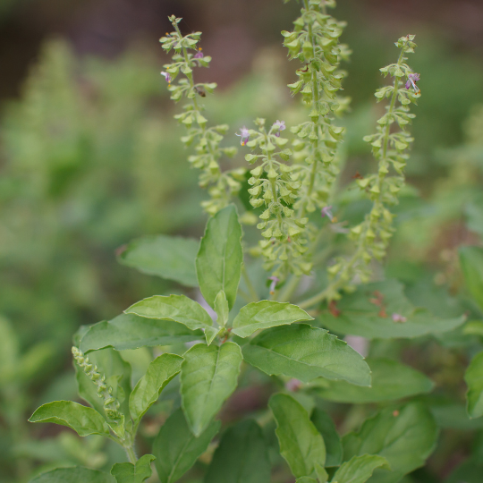 Holy Basil (ocimum Sanctum) 