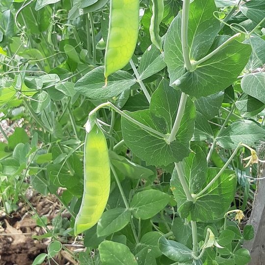 Pois peas . Les Plantes Potageres