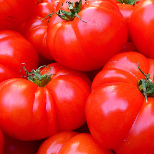 Beefsteak Tomato (Solanum lycopersicum)