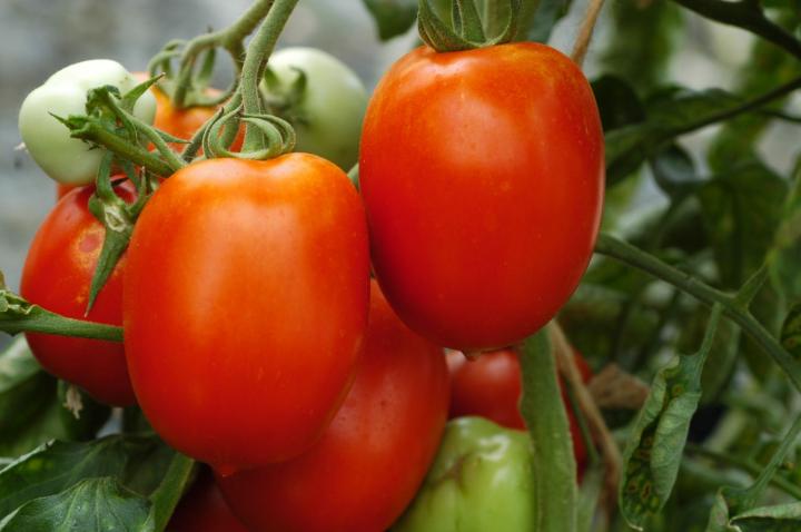 Rio grande tomate