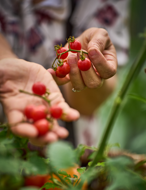 Terre Promise_semences_Producteur_ Conseil  Terre Promise_semences_Producteur_ Conseil