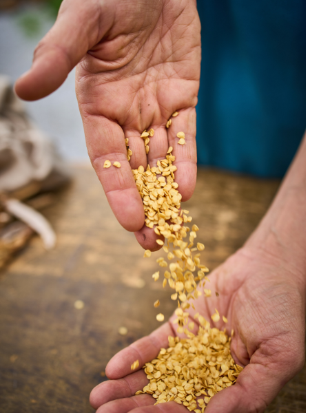 Terre Promise_semences_Producteur_ évènement et conférence  Terre Promise_semences_Producteur_ évènement et conférence