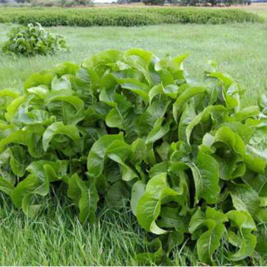 Raifort vivace (Armoracia rusticana)