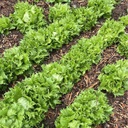 Laitue Reine des Glaces (Lactuca sativa var. capitata)