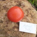 Tomate Montreal Tasty (Solanum lycopersicum)