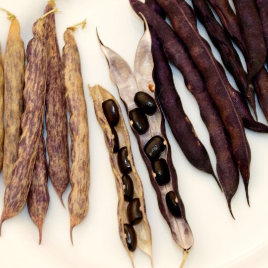 Haricot grimpant Cherokee Trail of Tears (Phaseolus vulgaris)