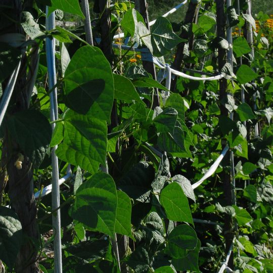 Haricot grimpant Cherokee Trail of Tears (Phaseolus vulgaris)