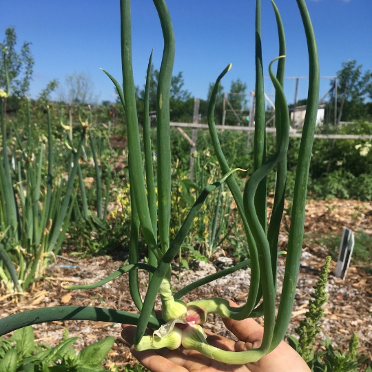 Oignon Vivace (Allium cepa)