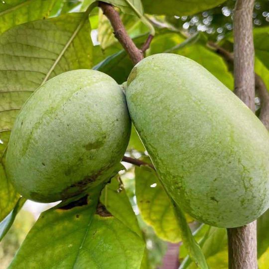 Paw Paw (Asiminia trilobia)