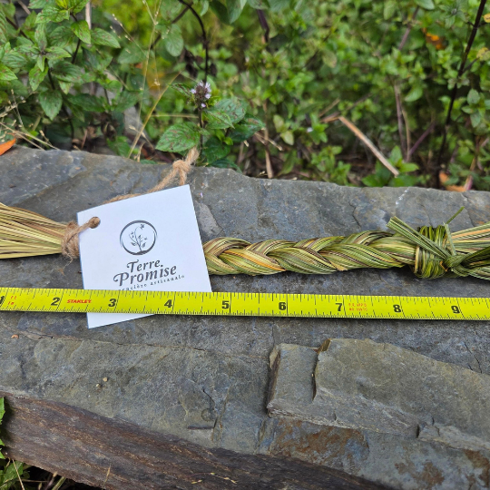 Foin d'odeur (Hierochloe odorata)