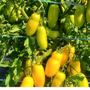 Tomate Banana Leg (Solanum lycopersicum)