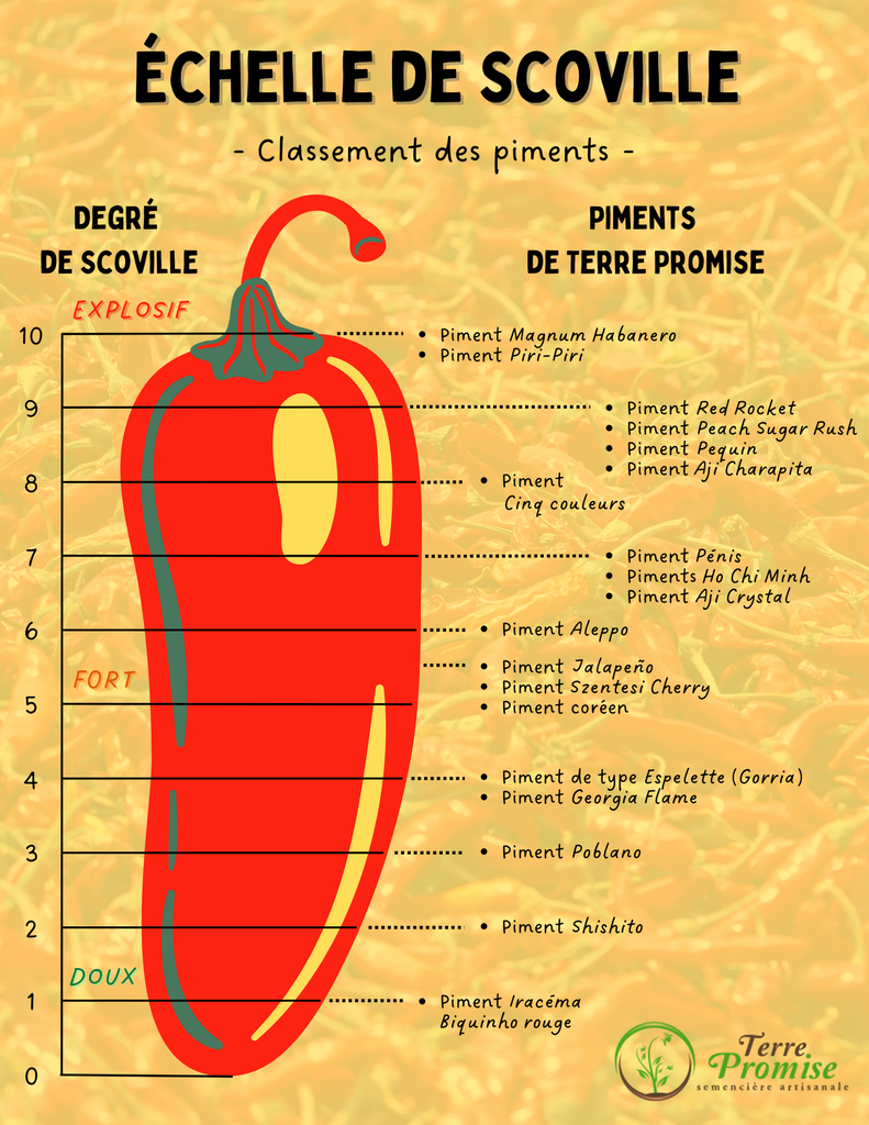 Graines Bio de Piment Pénis rouge - Peter's pepper sur