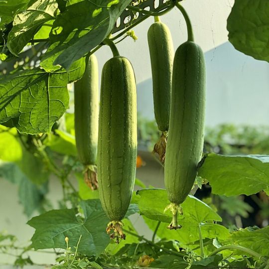 Courge Luffa ( Luffa aegyptiaca)