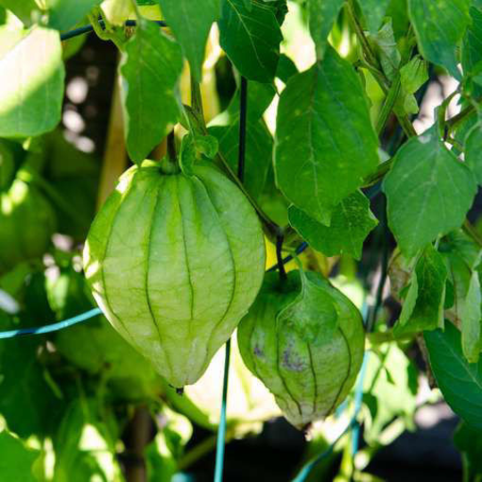 Tomatillo Queen of Malinalco (Physalis ixocarpa)