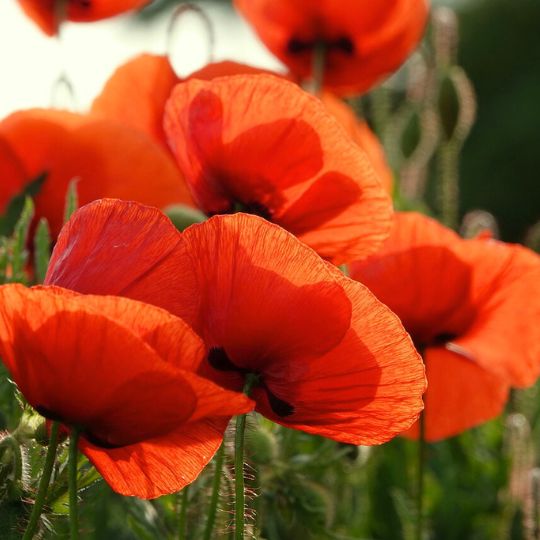 Pavot Oriental (Papaver orientale)