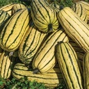 Courge Delicata (Cucurbita pepo)