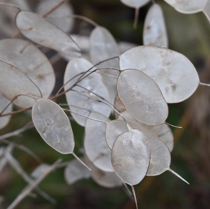 Monnaie du Pape (Lunaria annua)