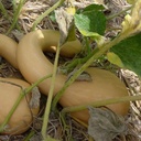 Harold en a plein la courge! (Cucurbita maxima, c. moshata, c. pepo etc.)