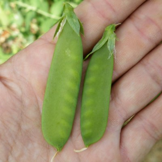 Pois Saint-Hubert (Pisum sativum)