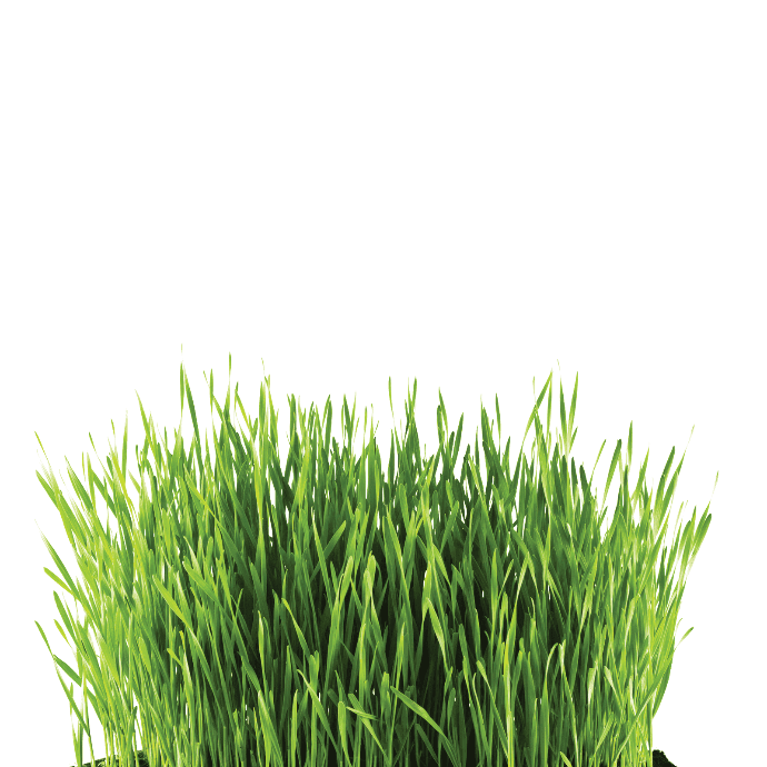 Cat Grass (Avena sativa)
