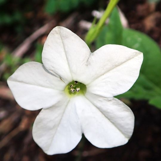 SensationTobacco (Nicotiana alata)