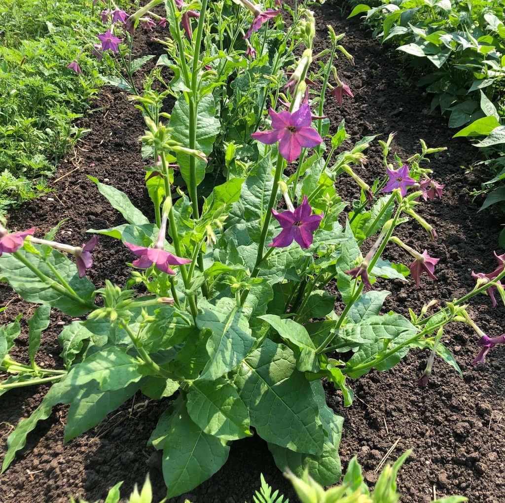 Tabac odorant Sensation (Nicotiana alata)