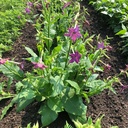 SensationTobacco (Nicotiana alata)