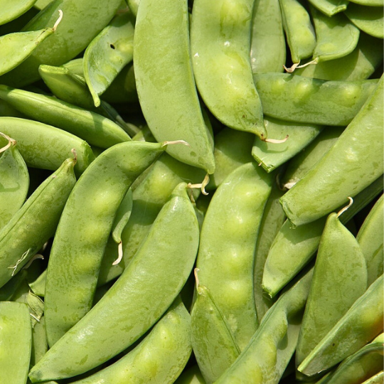 Mammoth Melting sugar Pea (Pisum sativum)