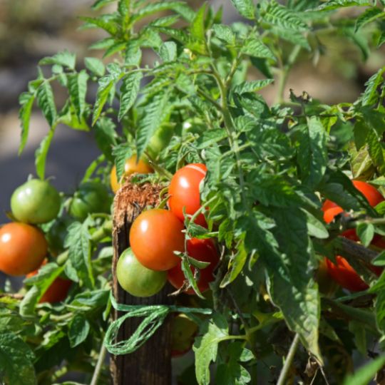 Manitoba tomato (Solanum lycopersicum)