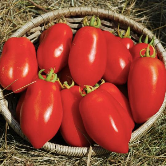 Dix doigts de Naples tomato (Solanum lycopersicum)