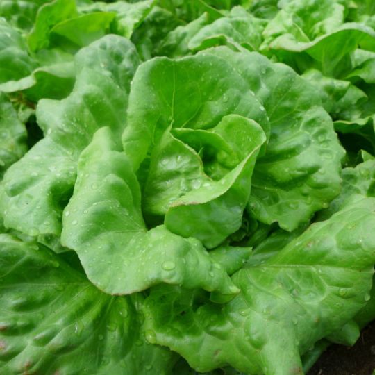 Bon jardinier Lettuce (Lactuca sativa)