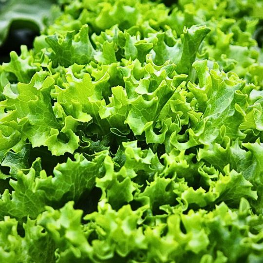 Tango Lettuce (Lactuca sativa)