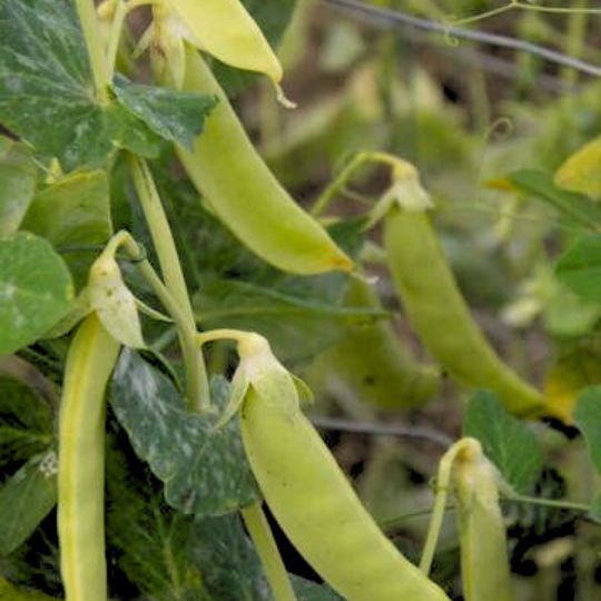 Saint-Désirat Melting Pea (Pisum sativum)