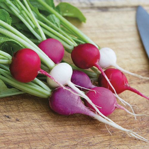 Easter Egg II Radish (Raphanus sativus)