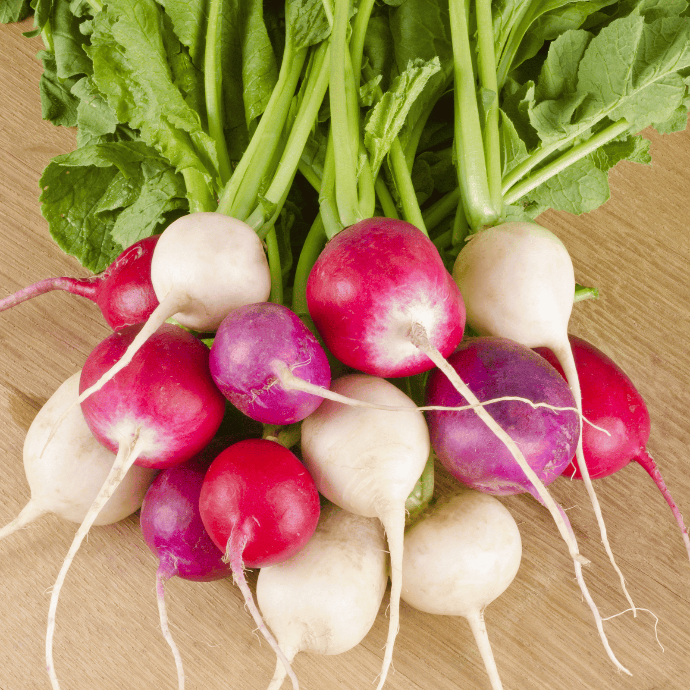 Easter Egg II Radish (Raphanus sativus)