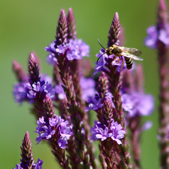 Blue Vervain (Verbena Hastata) 