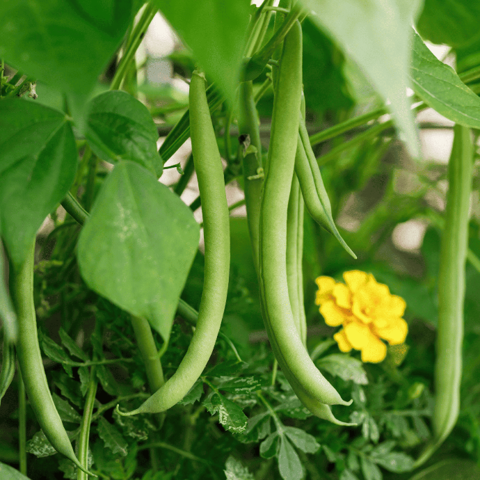 Haricot nain Tobago (Phaseolus vulgaris)