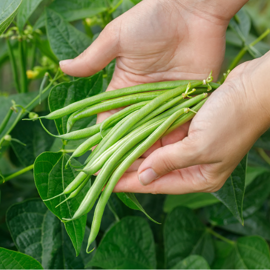 Tobago Bush Bean (Phaseolus vulgaris)