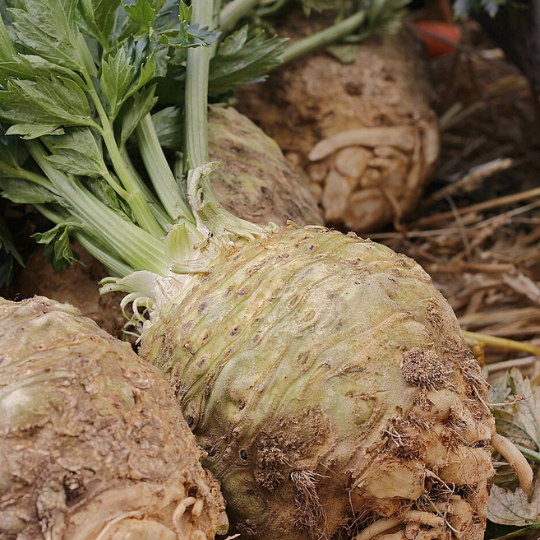 Celeriac (Apium graveolens var. rapaceum)