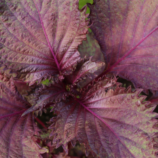 Shiso pourpre (Perilla frutescens)