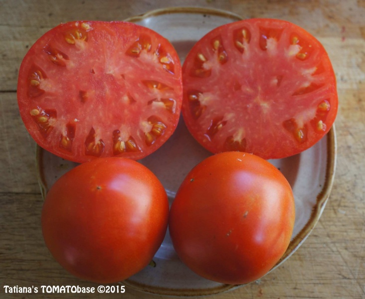 Tomato Quebec 309 (Solanum lycopersicum)