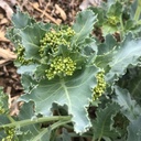 Chou crambe maritime (Crambe maritima)