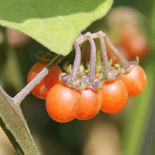 Otricoli Orange Berry (Solanum nigrum)