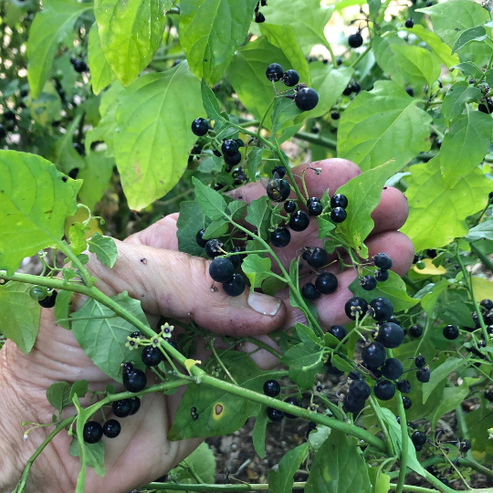 Chichiquelite Huckleberry (Solanum nigrum)