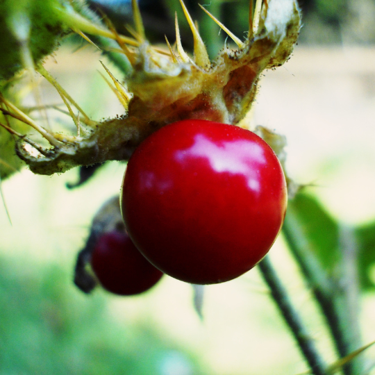 Litchi Tomato (Solanum sisymbriifolium)