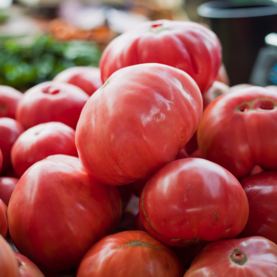 Tante Claire Tomato (Solanum lycopersicum)