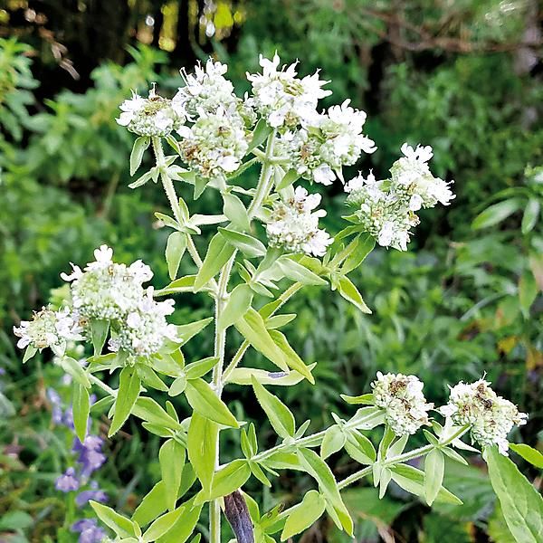 Mountain mint (Pycnanthemum pilosum)