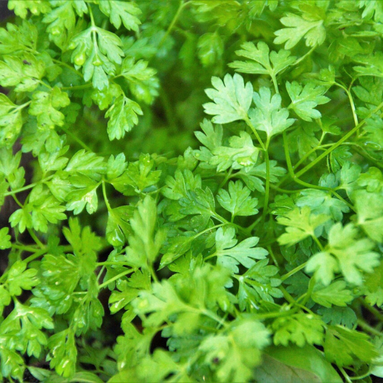 Chervil (Anthriscus cerefolium)