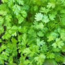 [236] Chervil (Anthriscus cerefolium)